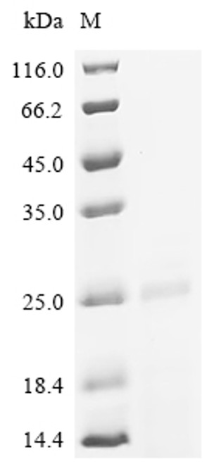Recombinant Pig Fibroblast growth factor (FGF2), Partial (CSB-EP008625PI)