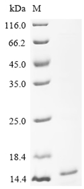 Recombinant Japanese encephalitis virus Envelope protein (E), Partial (CSB-EP5209JAC2a0)