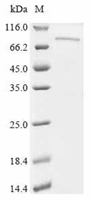 Recombinant Mouse Protocadherin beta 7 (Pcdhb7), partial (CSB-EP5744MO)