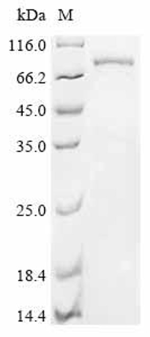 Recombinant Pig Protocadherin beta 7 (PCDHB7), partial (CSB-EP5745PI)