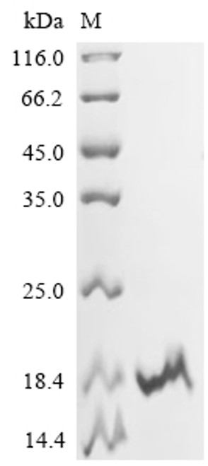 Recombinant Mouse Cytochrome c oxidase subunit 4 isoform 1, mitochondrial (Cox4i1), partial (CSB-EP005832MO1)