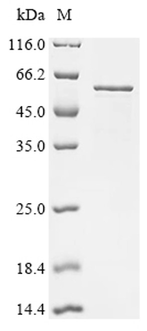 Recombinant Human Z-DNA-binding protein 1 (ZBP1) (CSB-EP861990HUb1) Recombinant Human Z-DNA-binding protein 1 (ZBP1) (CSB-EP861990HUb1)