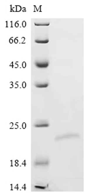 Recombinant Human Interleukin-19 (IL19) (CSB-EP883391HU)