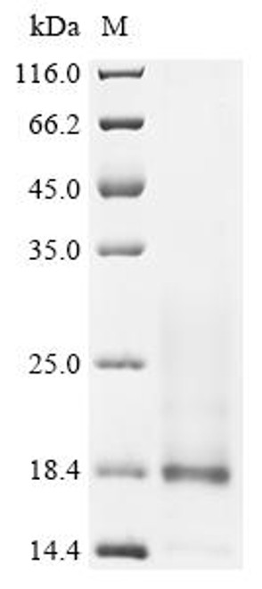 Recombinant Lama glama Interleukin-4 (IL4) (CSB-MP772949LBS) Recombinant Lama glama Interleukin-4 (IL4) (CSB-MP772949LBS)