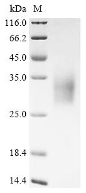Recombinant Mouse CMRF35-like molecule 6 (Cd300c), partial (CSB-MP004917MO1) Recombinant Mouse CMRF35-like molecule 6 (Cd300c), partial (CSB-MP004917MO1)