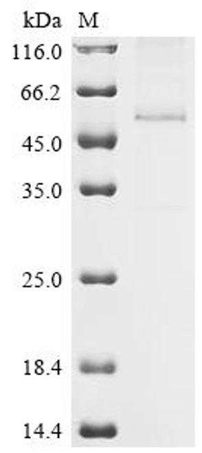 Recombinant Human Multiple epidermal growth factor-like domains protein 6 (MEGF6), partial (CSB-MP013680HU) Recombinant Human Multiple epidermal growth factor-like domains protein 6 (MEGF6), partial (CSB-MP013680HU)