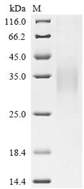 Recombinant Macaca fascicularis Glucagon-like peptide 1 receptor (GLP1R), partial (Active) (CSB-MP4826MOV)