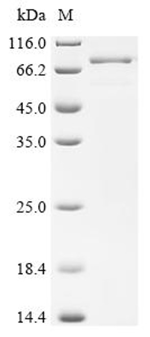 Recombinant Human Adipocyte plasma membrane-associated protein (APMAP), partial (CSB-MP884629HU)