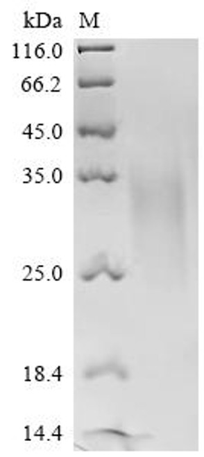 Recombinant Dog Parathyroid hormone/parathyroid hormone-related peptide receptor (Pth1r), partial (CSB-MP866142DO3)