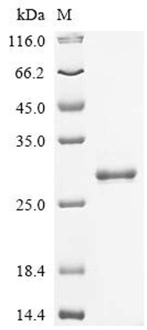 Recombinant Human Ras-related protein Rab-5C (RAB5C) (CSB-MP019215HU) Recombinant Human Ras-related protein Rab-5C (RAB5C) (CSB-MP019215HU)