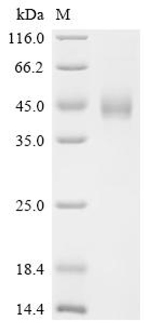 Recombinant Mouse Zinc-alpha-2-glycoprotein (Azgp1) (CSB-MP720705MO) Recombinant Mouse Zinc-alpha-2-glycoprotein (Azgp1) (CSB-MP720705MO)