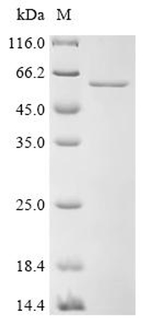 Recombinant Human Protocadherin gamma-B3 (PCDHGB3), partial (CSB-EP897502HU)