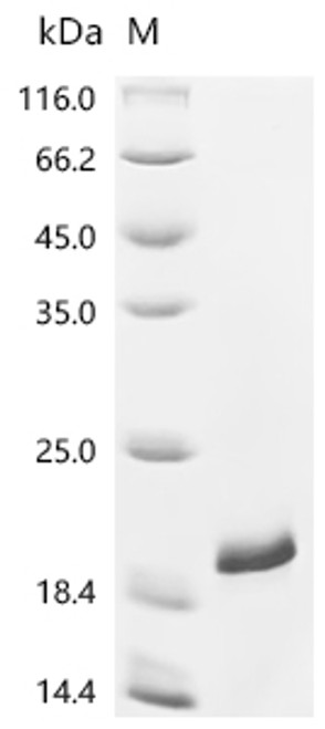 Recombinant Mouse Interleukin-36 gamma (Il36g) (CSB-EP840290MO)