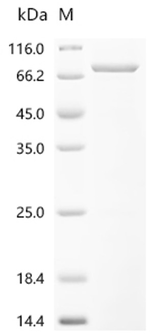 Recombinant Mouse Protocadherin beta 7 (Pcdhb7), partial (CSB-EP5744MOb1)
