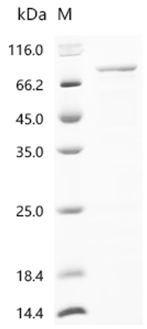 Recombinant Pig Protocadherin beta 7 (PCDHB7), partial (CSB-EP5745PIb1)