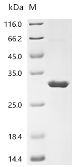 Recombinant Cat Fibroblast growth factor 23 (FGF23) (R174Q) (CSB-EP5514CA(A4)(M))