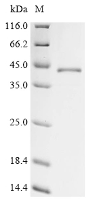 Recombinant Mouse Protein Wnt-4 (Wnt4) (CSB-EP026137MOc7)