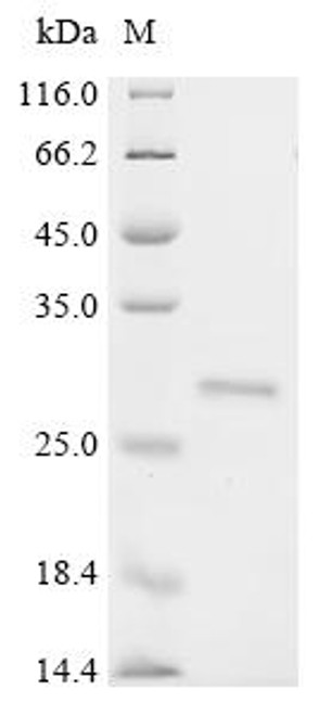 Recombinant Bos indicus x Bos taurus Kappa-casein (R118C), partial (CSB-EP5324BUM1(M))