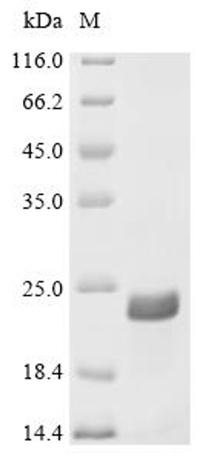 Recombinant Bos indicus x Bos taurus Alpha-S1-casein (A68T,M75T,P102L,111:E→Missing), partial (CSB-EP5630BUM1(M))