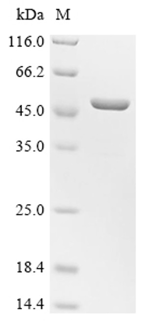 Recombinant Mouse Angiopoietin-like protein 8 (Angptl8) (CSB-EP844436MOc0)