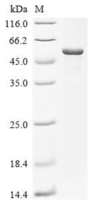 Recombinant Escherichia coli Multidrug resistance protein K (emrK), partial (CSB-EP345216ENV)