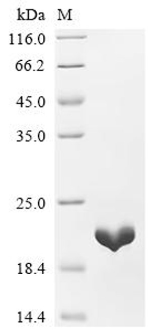 Recombinant Bartonella quintana 10 kDa chaperonin (groES) (CSB-EP760364BSH)
