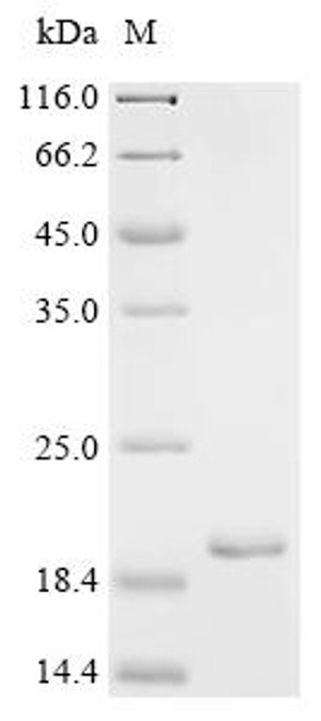 Recombinant Mycobacterium tuberculosis variant africanum PE family protein PE13 (PE13) (CSB-EP5916GXI)