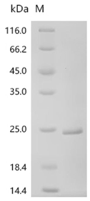 Recombinant Human Histone H2A type 2-A (H2AC18) (CSB-EP738883HU)