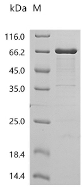 Recombinant Mouse Tripartite motif-containing protein 72 (Trim72) (CSB-EP638529MOa2)