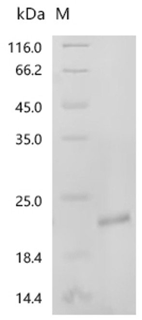 Recombinant Human Inhibin beta C chain (INHBC), partial (CSB-EP011721HU)