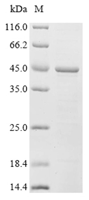 Recombinant Human Apoptosis regulator BAX (BAX) (CSB-CF002573HU(A4)e0)