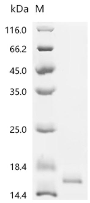 Recombinant Rabbit Interleukin-2 (IL2) (CSB-YP011629RBc7)