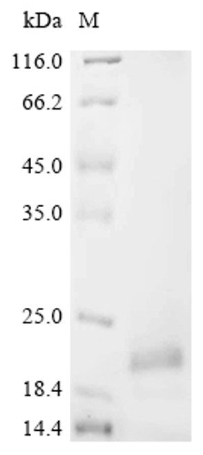 Recombinant Mouse Alpha-defensin 3 (Defa3) (CSB-EP006655MOa2)