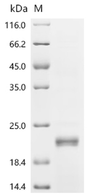 Recombinant Rat norvegicus Inhibin beta C chain (Inhbc), partial (CSB-EP011721RA)