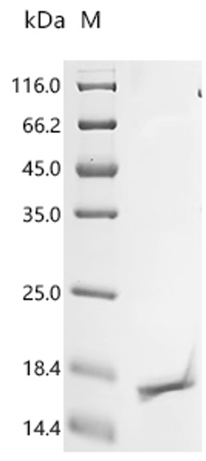 Recombinant Bovine Insulin-like growth factor I (IGF1) (CSB-EP011086BO)