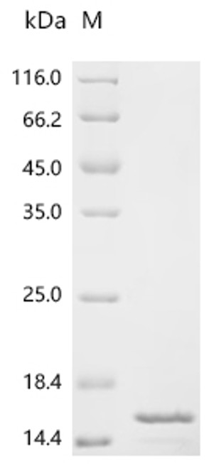 Recombinant Chicken Fibroblast growth factor 1 (FGF1) (CSB-EP008615CHe1)
