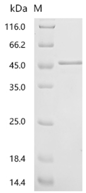 Recombinant Saccharomyces cerevisiae General control protein GCN4 (GCN4) (CSB-EP365837SVGa0)