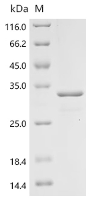 Recombinant Bovine Interleukin-8 (CXCL8) (CSB-EP011671BO)