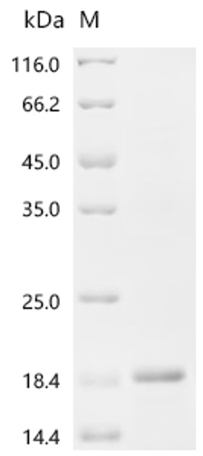 Recombinant Human Pro-neuregulin-1, membrane-bound isoform (NRG1), partial (CSB-EP016077HU3(F6))