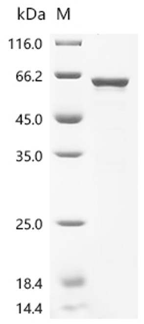Recombinant Human Signal recognition particle subunit SRP54 (SRP54) (CSB-EP022675HUb1)