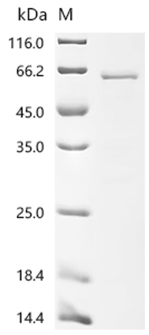 Recombinant Dog Tripartite motif-containing protein 72 (TRIM72) (CSB-EP5856DO)