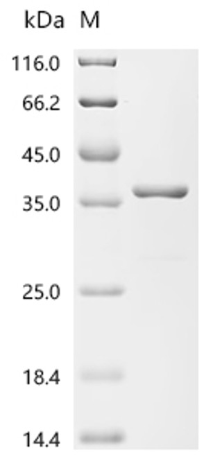 Recombinant Mycobacterium tuberculosis Co-chaperonin GroES (groES) (CSB-EP832069FSG)