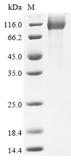 Recombinant Human CD44 antigen (CD44), partial (CSB-MP004938HU3(F1)d9)