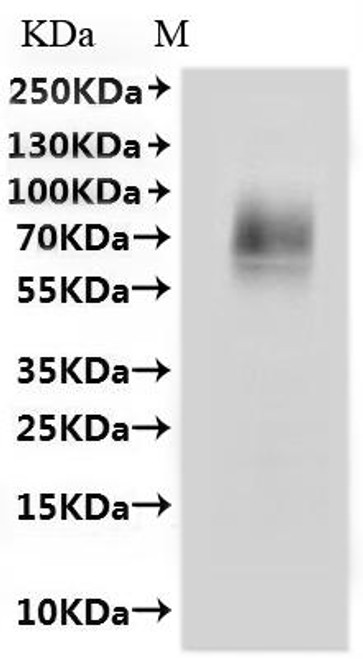 Recombinant Macaca mulatta Solute carrier family 10 member 1 (SLC10A1)-VLPs (CSB-MP6049MOWd7)
