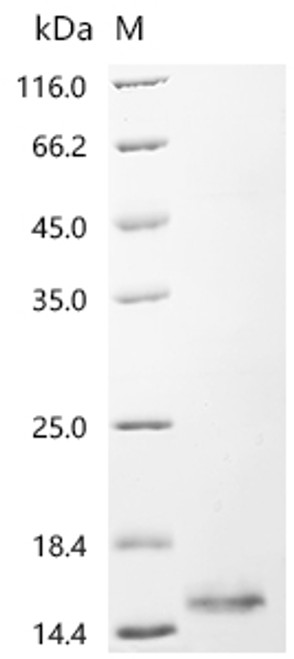 Recombinant Human Gamma-aminobutyric acid receptor-associated protein-like 2 (GABARAPL2) (CSB-YP009132HU)