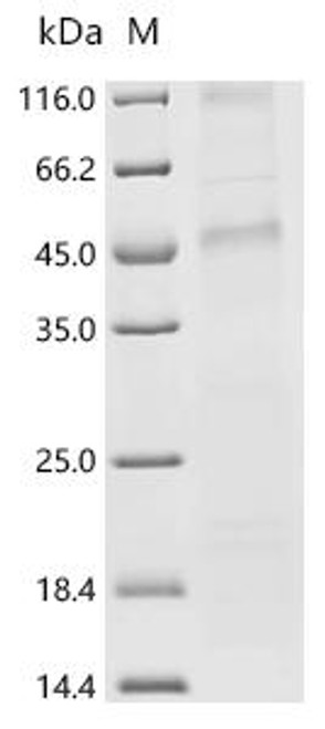 Recombinant Oryza glumipatula Citrate transporter-like domain-containing protein (CSB-CF6061GYI)