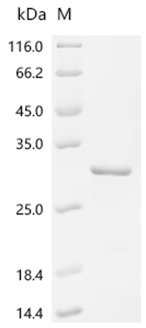 Recombinant Human Allergin-1(MILR1), partial (CSB-EP801819HUe3)