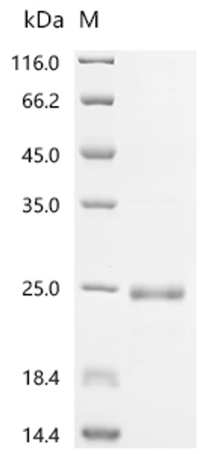 Recombinant Aspidelaps scutatus Cytotoxin homolog S3C2 (CSB-EP325630APVa2)