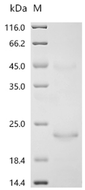 Recombinant Bovine Cation-independent mannose-6-phosphate receptor(IGF2R), partial (CSB-EP011093BOe1)