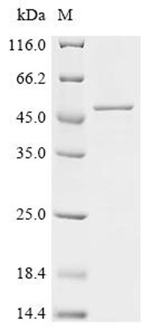 Recombinant Human Histone H3.3 (H3F3A), partial (CSB-EP010109HUf0)